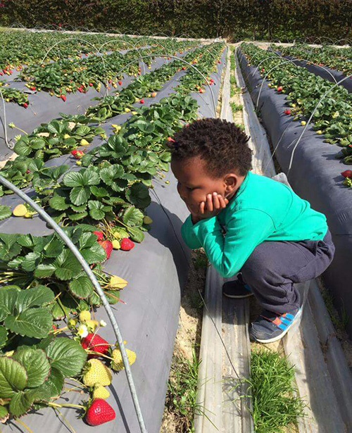 strawberry picking